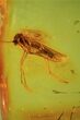 Fossil Fly (Diptera) In Baltic Amber #69301-1